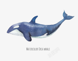 水彩鲸鱼素材鲸鱼插画库高清图片