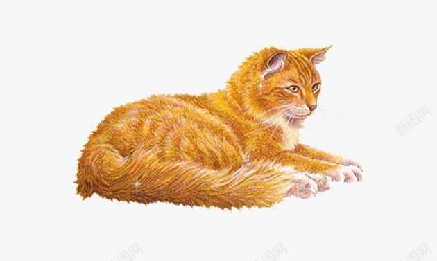 一只动物猫png免抠素材_新图网 https://ixintu.com 动物 动物猫 宠物猫 小猫 猫 猫咪