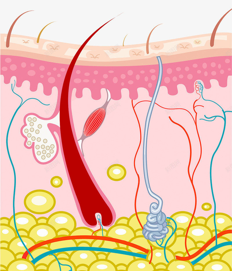 皮下组织插画png免抠素材_新图网 https://ixintu.com 毛囊 生物学图片 皮肤结构 细胞 面部皮肤结构