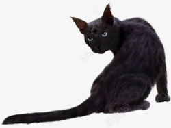猫的背影黑猫高清图片