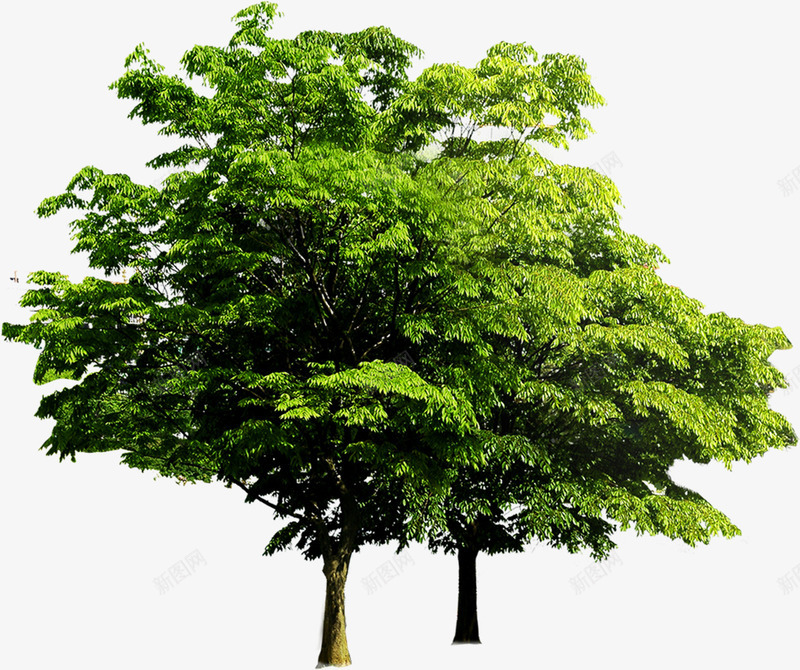 绿树景观植物森林png免抠素材_新图网 https://ixintu.com 景观 森林 植物 绿树