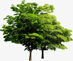 绿树景观植物森林素材