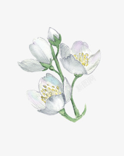 手绘插画白色花卉素材