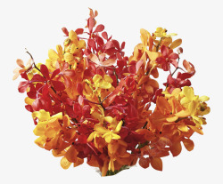 黄红色秋季树叶装饰素材