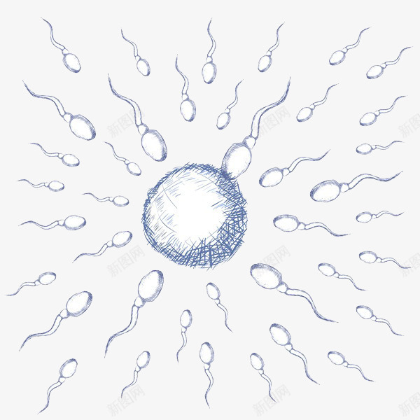 卡通精子和卵子手绘png免抠素材_新图网 https://ixintu.com 卡通 卡通精子 卵子 受孕 受精 性教育 手绘 插画 精子