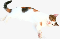 斑点猫咪宠物猫高清图片