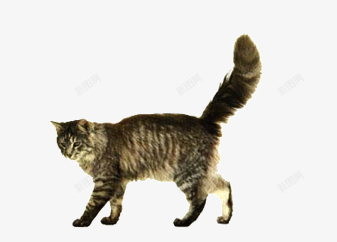 小猫咪哺乳动物png免抠素材_新图网 https://ixintu.com 动物 哺乳动物 宠物 小猫 猫咪 生物