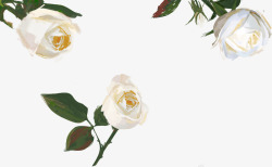 白色手绘玫瑰花素材