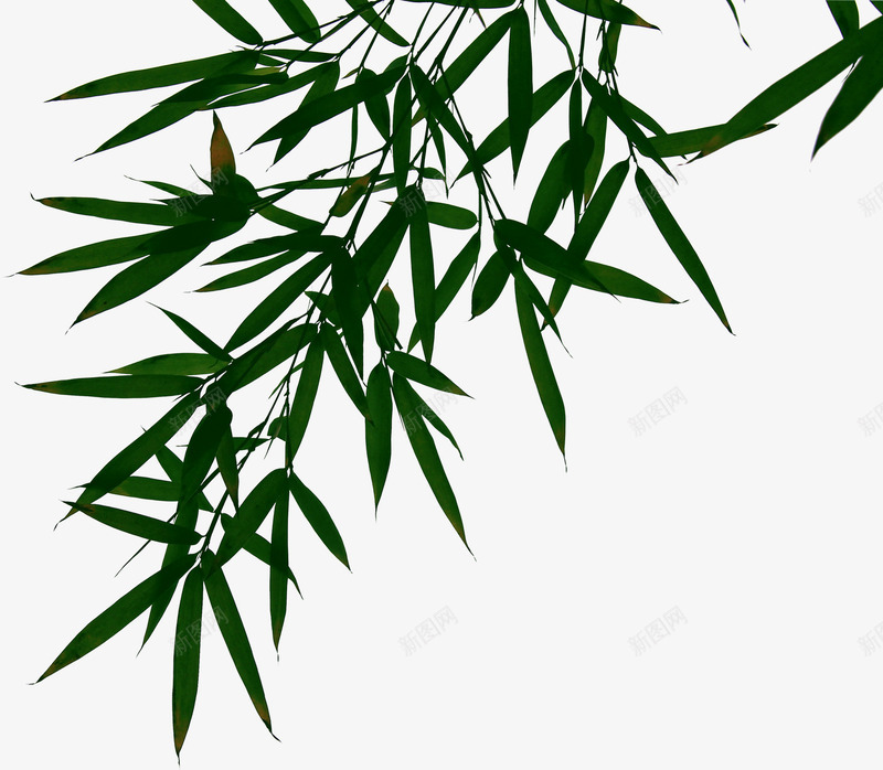 倒垂的竹叶png免抠素材_新图网 https://ixintu.com 倒垂的竹叶 叶子 植物 竹子 绿叶