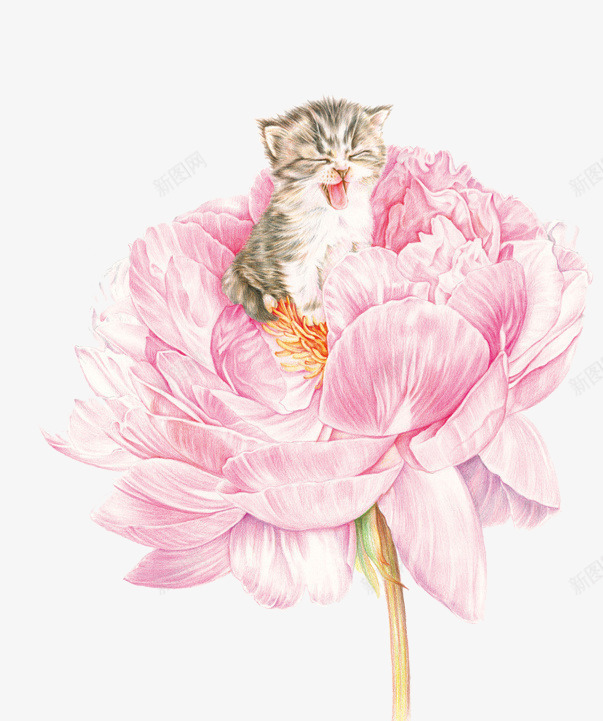 插画png免抠素材_新图网 https://ixintu.com 宠物 小猫 手绘 插画 植物 清新 猫 花 鲜花