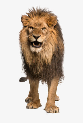 凶猛的狮子png免抠素材_新图网 https://ixintu.com 动物 发威 森林之王