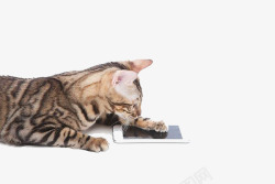 小猫玩手机素材