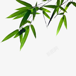 绿竹叶绿色竹子图高清图片