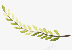 橄榄树叶背景嫩绿色树枝插画高清图片