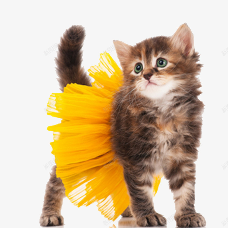 可爱的小猫动物png免抠素材_新图网 https://ixintu.com 动物图片 可爱动物 喵咪