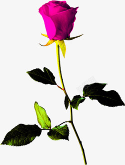 粉紫色玫瑰花枝七夕情人节素材