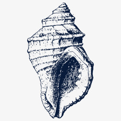 软体动物手绘海螺贝壳素描高清图片