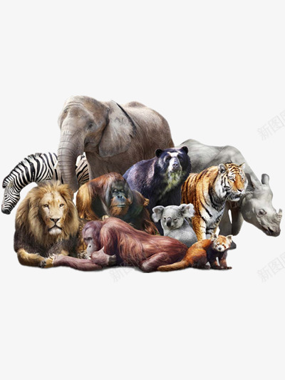 动物合集png免抠素材_新图网 https://ixintu.com 动物园 动物图画 野生动物