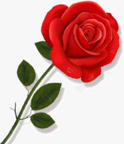 红色玫瑰花鲜花特写一朵玫瑰花高清图片