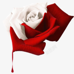 红白玫瑰玫瑰高清图片