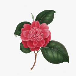 一枝盛开的复古手绘红茶花素材