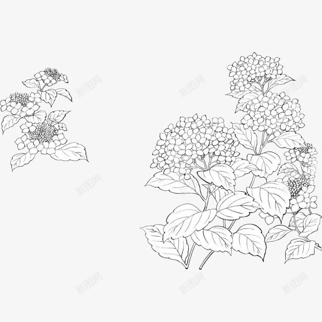 手绘素描丁香花簇插图png免抠素材_新图网 https://ixintu.com 丁香 丁香花 手绘 手绘丁香 插画 植物 素描 花卉 花朵 花簇