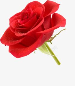 植物唯美浪漫情人节礼物红色玫瑰花素材