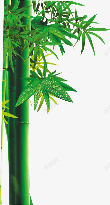 创意合成绿色的竹子png免抠素材_新图网 https://ixintu.com 创意 合成 竹子 绿色