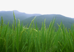 绿色稻田素材