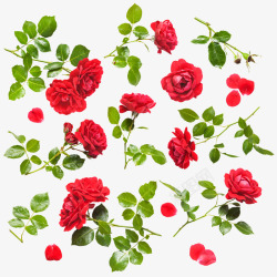 红色玫瑰花鲜花特写红色玫瑰花高清图片