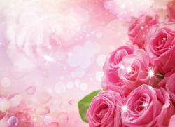 粉红色玫瑰花背景素材