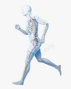 骨骼图片男人跑步骨骼立体插画高清图片