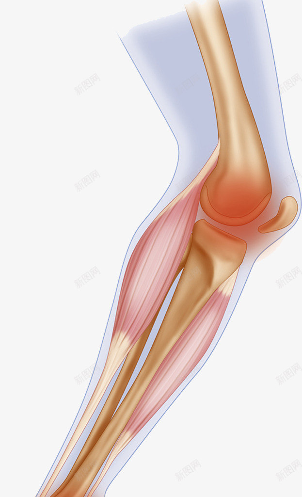 膝盖软骨结构插画png免抠素材_新图网 https://ixintu.com 关节炎 小腿 肌肉 软骨