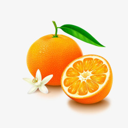 橘子插画素材卡通香橙和橙子花高清图片