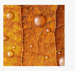 带露珠的秋季树叶矢量图素材