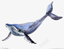 水彩蓝鲸素材