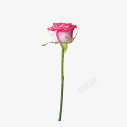 娇艳鲜花粉色花边白玫瑰花枝高清图片