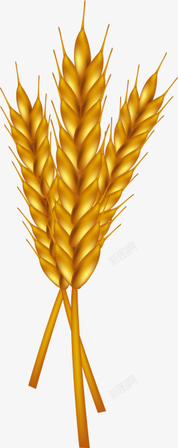 金色麦穗植物矢量图素材