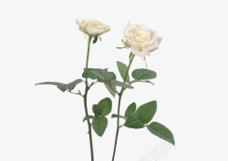 白色玫瑰花枝七夕情人节素材