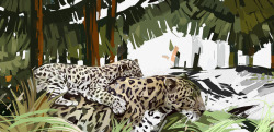 芭蕉森林背景两只豹子和芭蕉森林高清图片