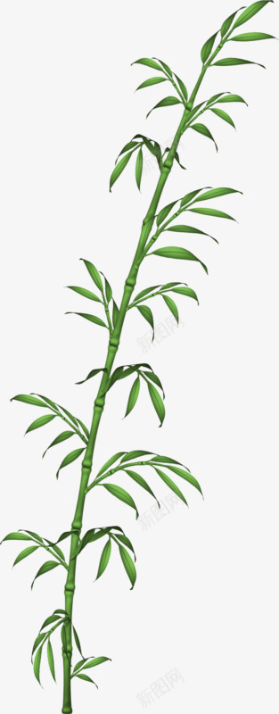 一棵竹子png免抠素材_新图网 https://ixintu.com 实用 手绘 植物 素材