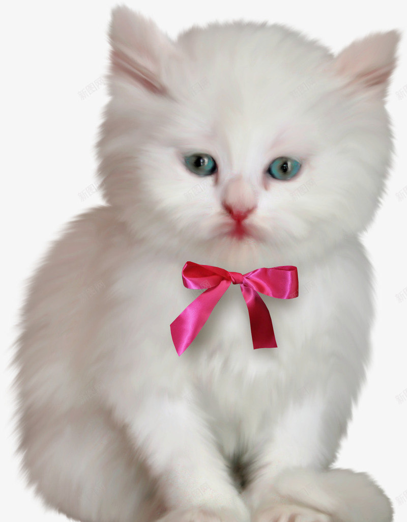 白色猫咪png免抠素材_新图网 https://ixintu.com 可爱猫咪 小猫咪 猫咪