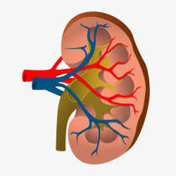 肺部血管彩色插画彩色圆弧肾脏元素矢量图高清图片
