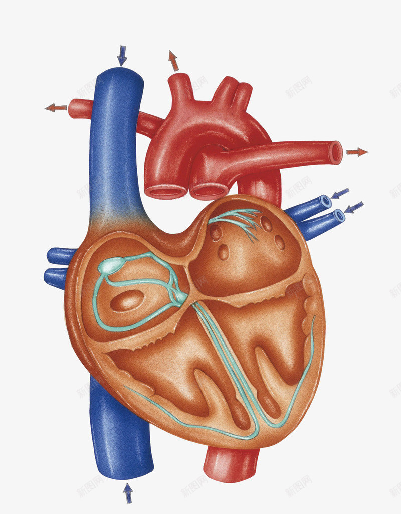 心血管横断面插画png免抠素材_新图网 https://ixintu.com 健康 医学 医疗 医药 循环系统 心脏 心脏抽象示意图 心血管横断面插画 生理