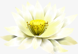 花花朵水莲花黄色淘宝素素材