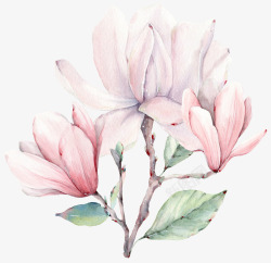 粉色的玉兰花手绘卡通粉色玉兰花高清图片