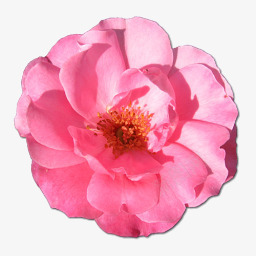 野玫瑰粉色1图标png_新图网 https://ixintu.com birthday flower love pink rose valentine wild 情人节 爱 玫瑰 生日 粉红色的 花 野生