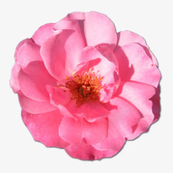 flower野玫瑰粉色1图标高清图片