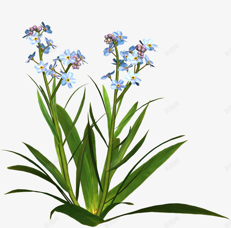 花草标签花草图案png免抠素材_新图网 https://ixintu.com 庆典花卉 手绘 手绘装饰图片 花草图案 花草图片素材 花草标签