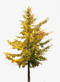 黄色树叶秋季绿化装饰素材